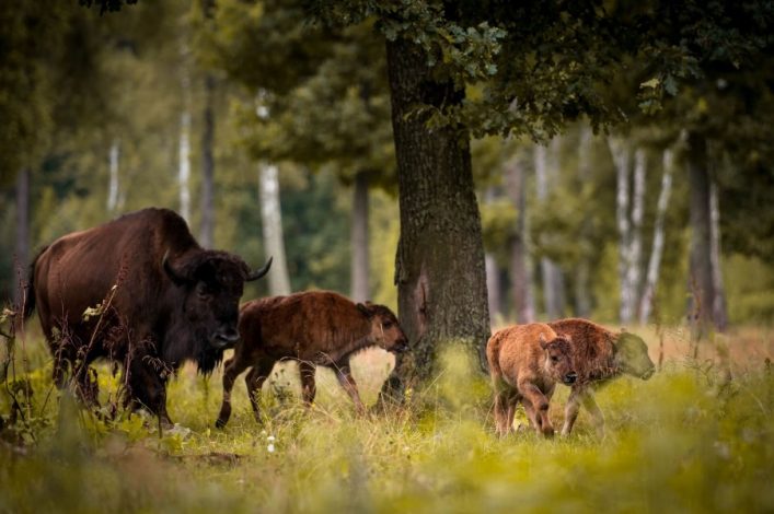 Bisonherde im Wald, ein erwachsenes Tier links und zwei Kälber rechts neben einem Baum. Im Hintergrund stehen hohe Bäume, die Grünflächen durchbrechen. Ruhige, natürliche Landschaft.