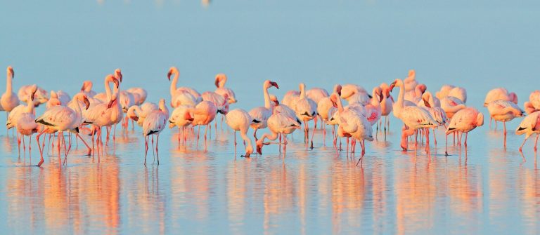 Flamingo-Phoeniconaias-minor-flock-of-pink-bird-in-the-blue-water_Walvis-Bay-Namibia-in-Afric_shutterstock_1241772892