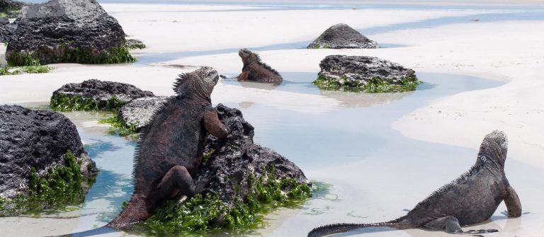 Galapagos-Marine-Iguanas-on-a-beach-tortuga-bay-on-santa-cruz-island.-Wild-undeveloped-beach-with-abundant-wildlife.-shutterstock_683241898_72p