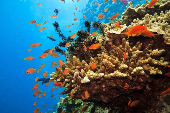Great-Barrier-Reef-iStock-186059556