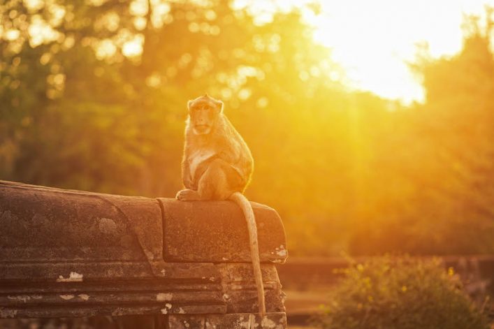 Monkey sitting on stone against bright afternoon sun