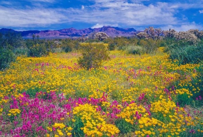 Sonora-Wueste-Arizona-iStock-181051716