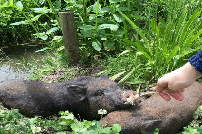 HG-Airbnb_schindelwagen4