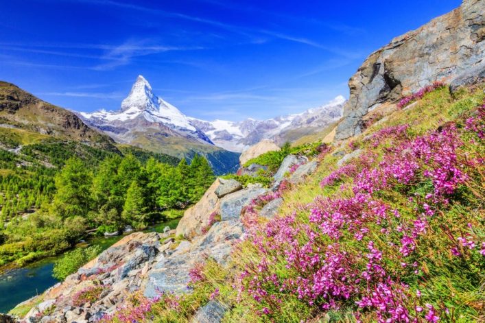 Zermatt-Schweiz.-Matterhorn-Berg-bei-Grindjisee-mit-Blumen-im-Vordergrund.-Kanton-Wallis._shutterstock_704449417_900x600