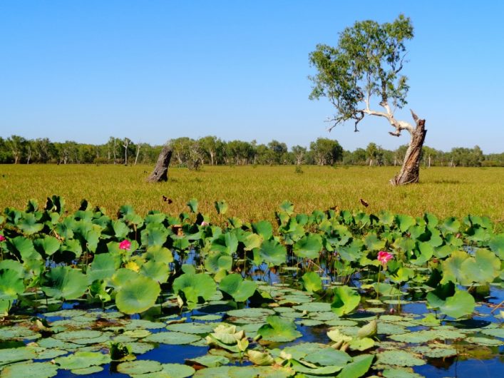 Im Vordergrund schwimmen Lotusblätter und rosa Blüten auf einem Teich. Im Mittelgrund breitet sich eine grüne Wiese mit einigen Bäumen aus. Ein markanter Baum steht rechts. Der Himmel ist blau.
