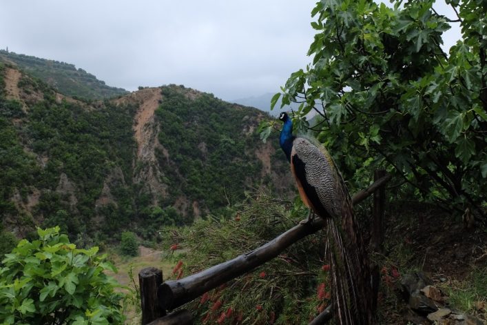 Ein Pfau sitzt auf einem Holzgeländer inmitten des üppigen botanischen Gartens auf Kreta, mit grünen Hügeln und Himmel im Hintergrund.