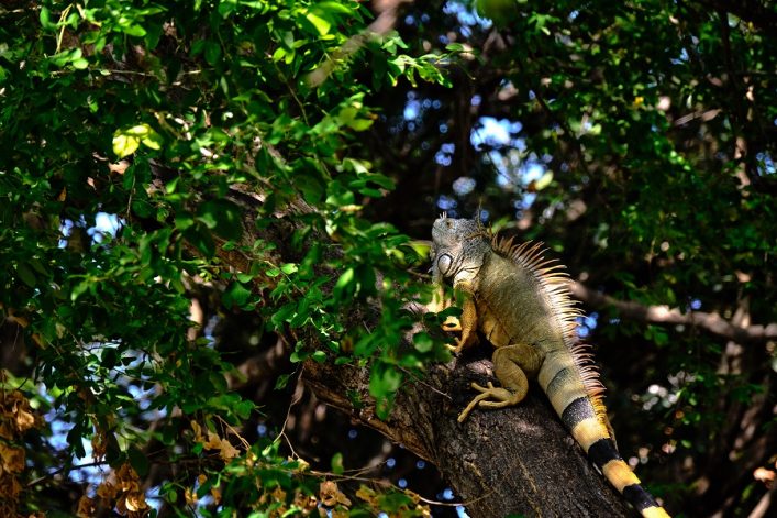 Green,Iguana,Perched,In,A,Tree,In,Puerto,Vallarta,,Mexico.