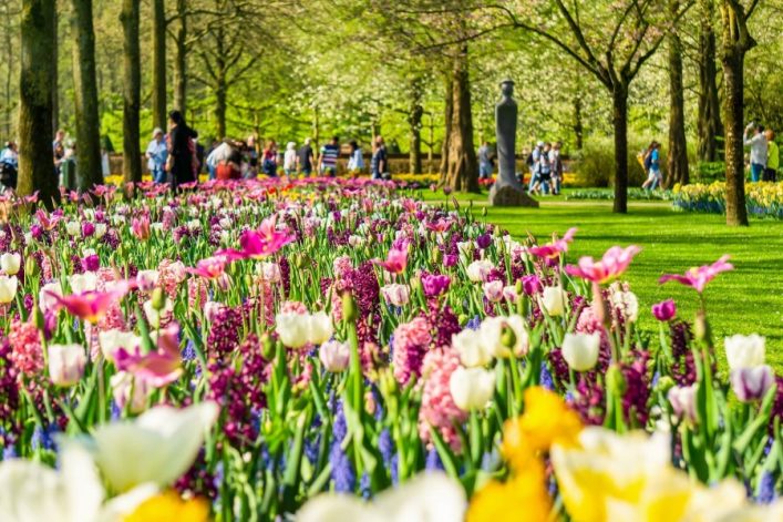 Farbenprächtige Tulpenblüte im Keukenhof in Lisse, Niederlande, mit Menschen, die zwischen den Beeten spazieren.