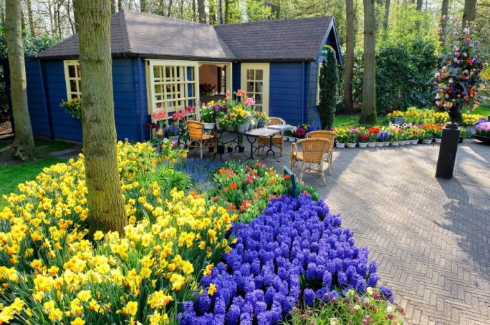 Bunte Tulpenblüte im Keukenhof: Gelbe und violette Blumenbeete umgeben ein blaues Gartenhaus mit Terrasse und Mobiliar, Bäume im Hintergrund.