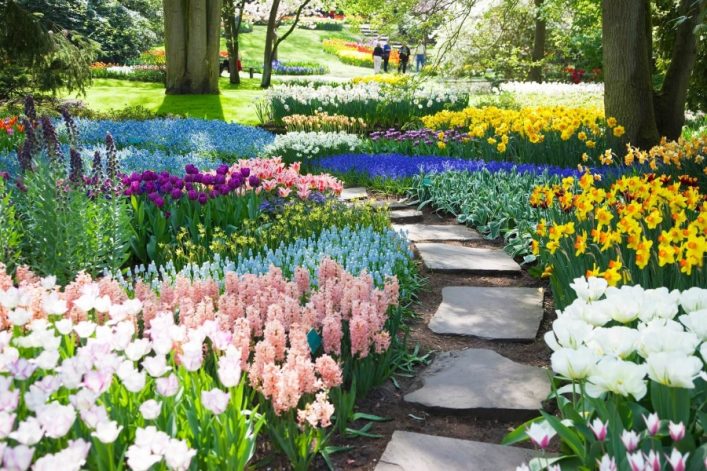 Farbenprächtige Tulpenblüte im Keukenhof in Lisse, umrahmt von hyazinthen- und narzissenartigen Blüten, mit einem gewundenen Steinweg, umgeben von frischem Grün.