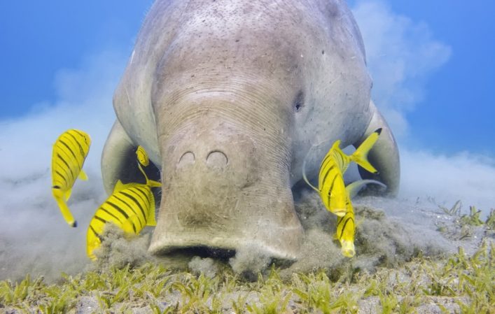 dugong_iStock_144616225