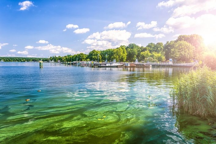 Sonniger See mit grünen Algen im Vordergrund, zwei Enten schwimmen, im Hintergrund ein kleiner Hafen mit Booten, umgeben von grünen Bäumen und blauem Himmel mit weißen Wolken.