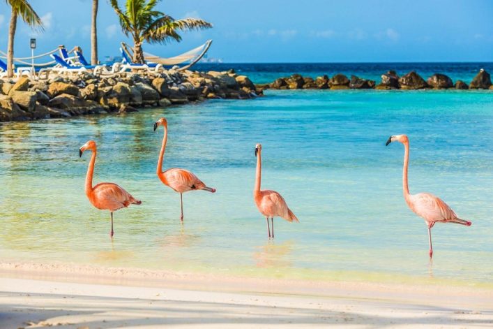 Vier Flamingos stehen im flachen, türkisfarbenen Wasser nahe einem Sandstrand. Im Hintergrund sind Felsen, Palmen sowie blaue Liegestühle und Hängematten unter klarem Himmel zu sehen.