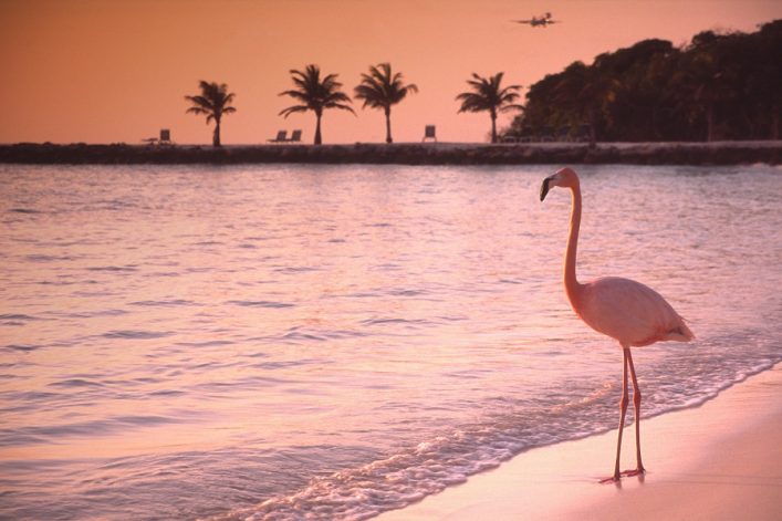 Ein Flamingo steht auf einem Strand bei Sonnenuntergang. Im Hintergrund sind ruhiges Wasser, Palmen, leere Liegestühle und ein fliegendes Flugzeug zu sehen; der Himmel ist rosa-orange gefärbt.